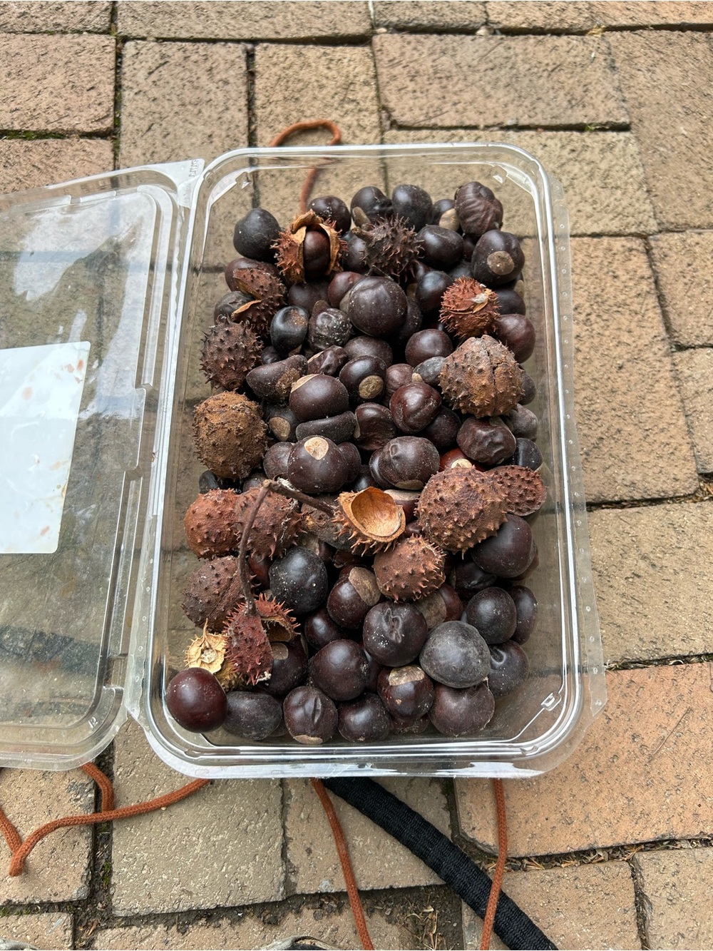 Natural Buckeye Nuts (seeds) Approx. 320 + Husks